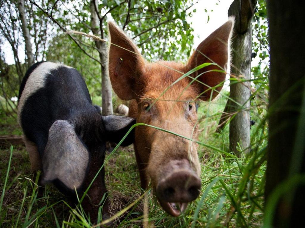Ballylagan Organic Farm Straid  エクステリア 写真